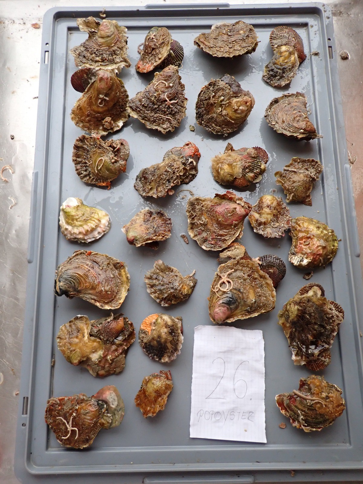 Potencijal i perspektiva restauracije europske plosnate kamenice u Jadranskom moru